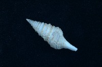 藏品(金絲捲管螺)的圖片